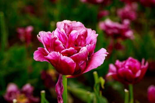 Colorful tulip flowers bloom in the spring field.