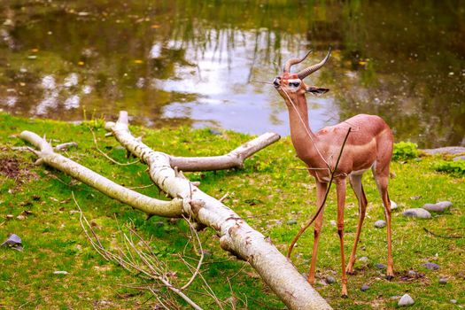 Speke's gazelle (Gazella spekei), the smallest of the gazelle species from the Horn of Africa, feeds on a small tree branch.