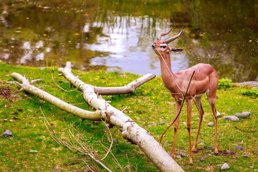 Speke's gazelle (Gazella spekei), the smallest of the gazelle species from the Horn of Africa, feeds on a small tree branch.