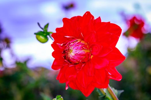 Closeup of dahlia flower in full bloom in the garden.