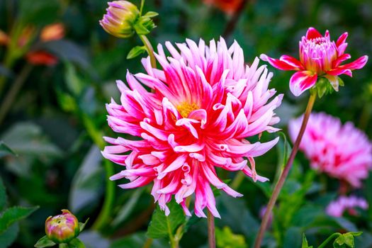 Closeup of dahlia flower in full bloom in the garden.