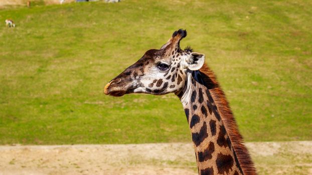 Close-up of a giraffe's head and upper neck.