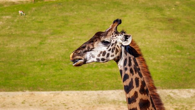 Close-up of a giraffe's head and upper neck, with tongue showing.