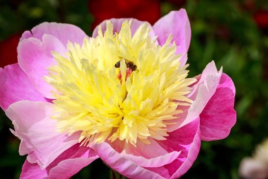 Beautiful peony flower blooms in the garden, with a bee.