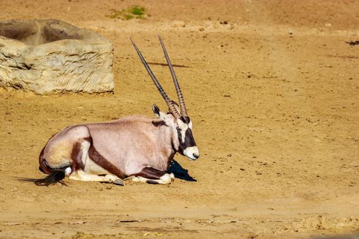 A gemsbok antelope (Oryx gazella) resting on the dry land.