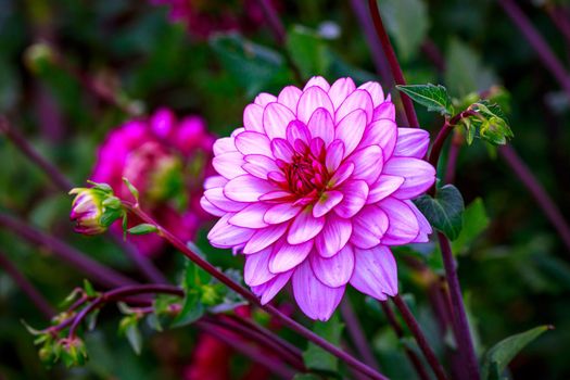 Closeup of dahlia flower in full bloom in the garden.