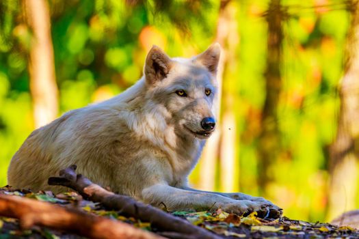 Gray wolf rests in the woods, of Woodland Park Zoo.