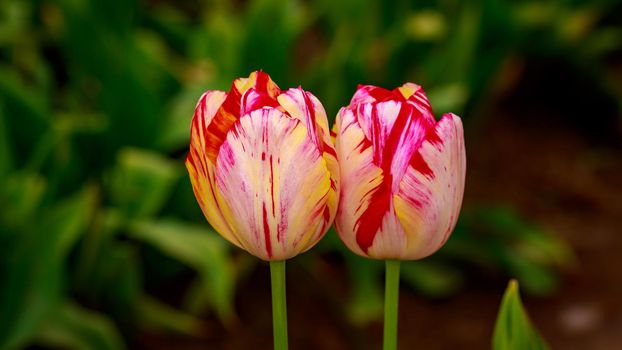 Colorful tulip flowers bloom in the spring field.