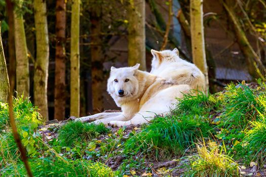 Two gray wolves hanging out in the woods.