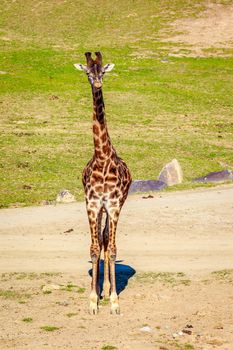 A Giraffe walking through the grasslands, under the harsh sunshine.