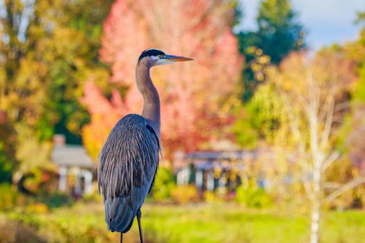 Close up of a great blue heron standing by the lake.