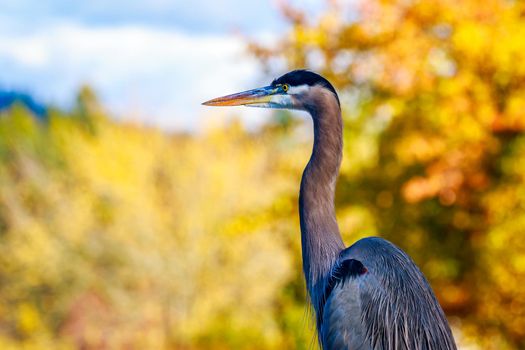 Close up of a great blue heron standing by the lake.