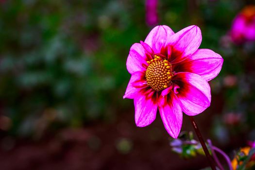 Closeup of dahlia flower in full bloom in the garden.