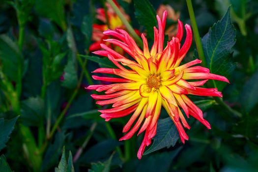 Closeup of dahlia flower in full bloom in the garden.