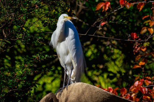 Stunning Great Egret against natural dark background to show it's vivid color.