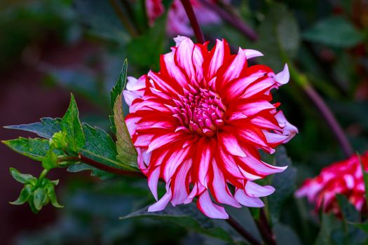 Closeup of dahlia flower in full bloom in the garden.