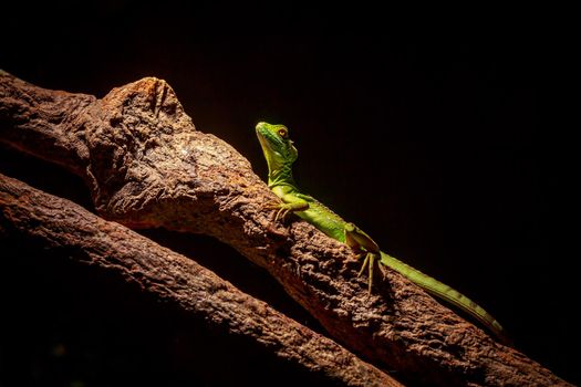 Green lizard stays alert on a tree branch.