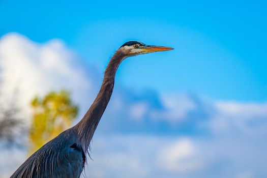 Close up of a great blue heron standing by the lake.