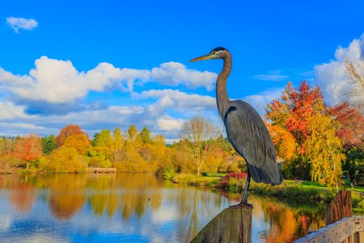 Close up of a great blue heron standing by the lake.