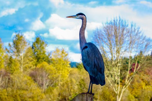 Close up of a great blue heron standing by the lake.