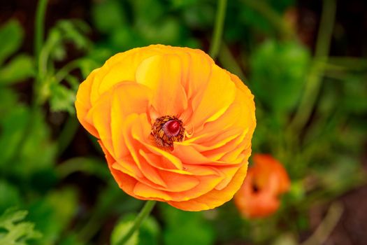 Beautiful peony flower blooms in the garden.