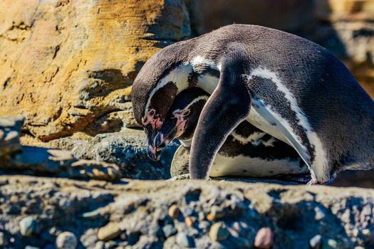 Two Humboldt Penguins accompany each other on the rock.