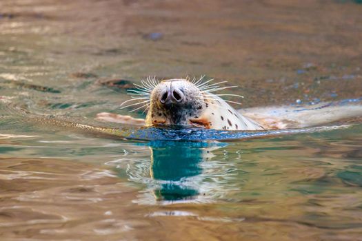 Harbor seal swiming upside down, with nose and mouth showing above water.