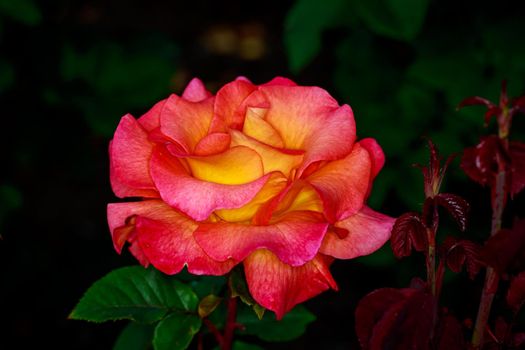 Beautiful rose blooms in Washington Park, International Rose Test Garden, Portland, Oregon.