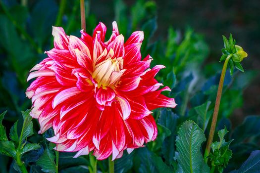 Closeup of dahlia flower in full bloom in the garden.