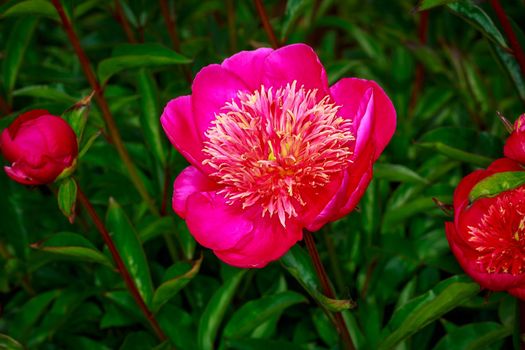 Beautiful peony flower blooms in the garden.