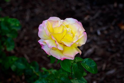 Beautiful rose blooms in Washington Park, International Rose Test Garden, Portland, Oregon.