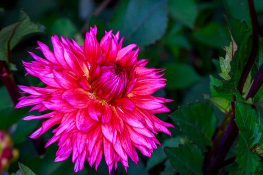 Closeup of dahlia flower in full bloom in the garden.