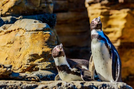 Two Humboldt Penguins accompany each other on the rock.