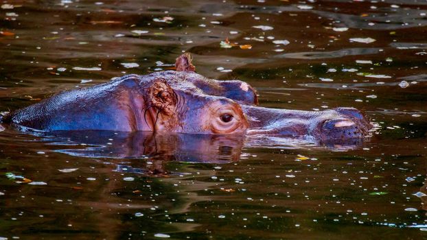 Hippopotamus submerged in water, only eyes and noses above water