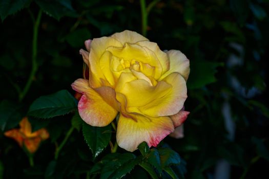 Beautiful rose blooms in Washington Park, International Rose Test Garden, Portland, Oregon.