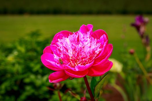 Beautiful peony flower blooms in the garden, with a bee.