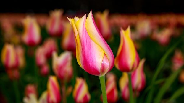 Colorful tulip flowers bloom in the spring field.