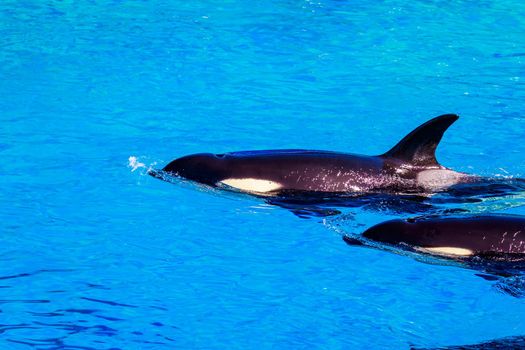 Killer whales float in water showing blowhole.