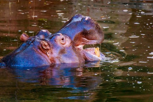 Hippopotamus yawning in water, with mouth wide open and tooth showing.