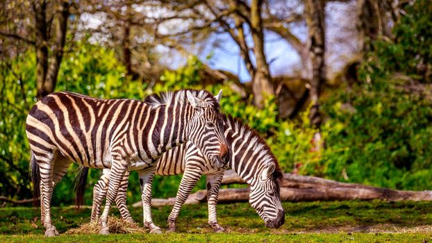 Two common zebras feed on dry grass.