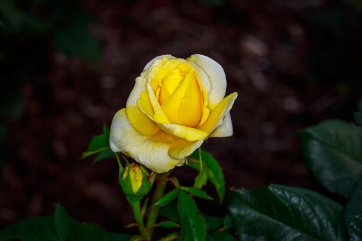 Beautiful rose blooms in Washington Park, International Rose Test Garden, Portland, Oregon.