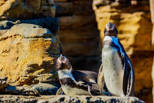 Two Humboldt Penguins accompany each other on the rock.