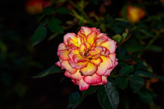 Beautiful rose blooms in Washington Park, International Rose Test Garden, Portland, Oregon.