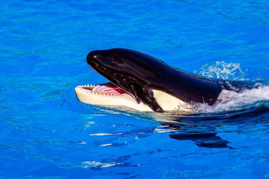 A killer whale (Orca) showing some teeth above water.