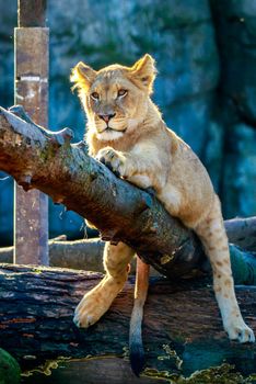 Lion cub hanging out on a tree branch.