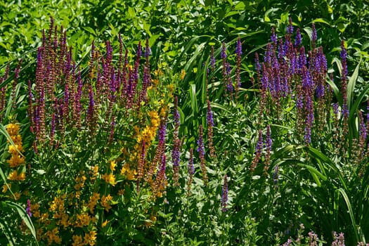 a widely distributed plant of the mint family, especially in gardening a bedding plant cultivated for its spikes of bright flowers.