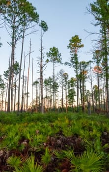 Lone conifer trees against a red sunset, Florida