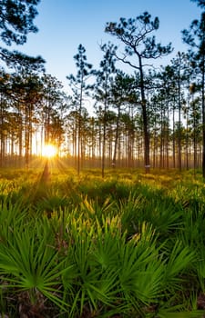 Lone conifer trees against a red sunset, Florida