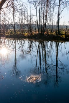 In the lake Circles on the water, in which you can see the reflection of the trees