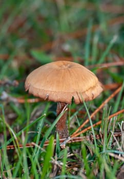 A yellow and brown mushroom grew in the green grass